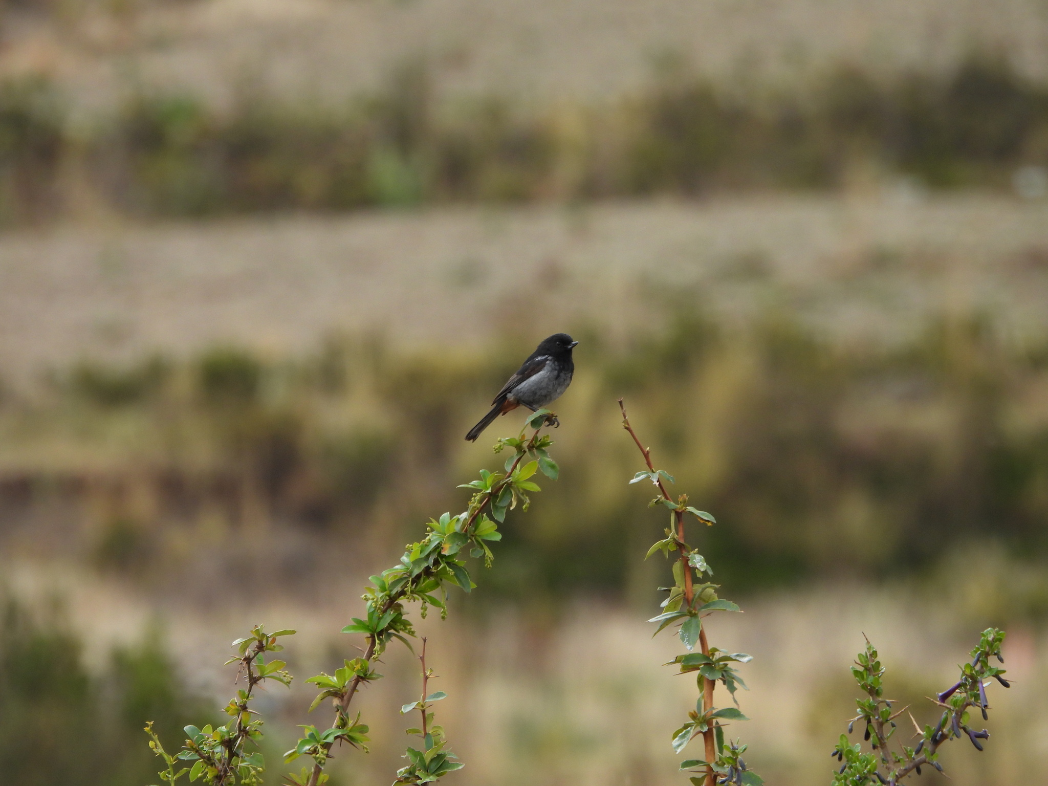 Grey-bellied Flowerpiercer (Diglossa carbonaria), photo 7