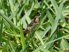 Aiolopus thalassinus dubius