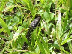 Dunn's Road Guarder