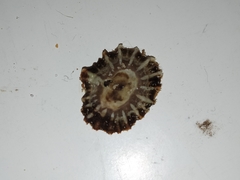 Siphonaria denticulata