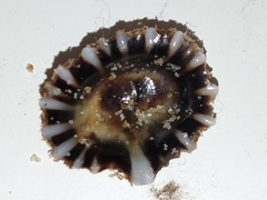 Siphonaria denticulata