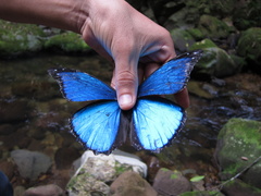 Morpho menelaus