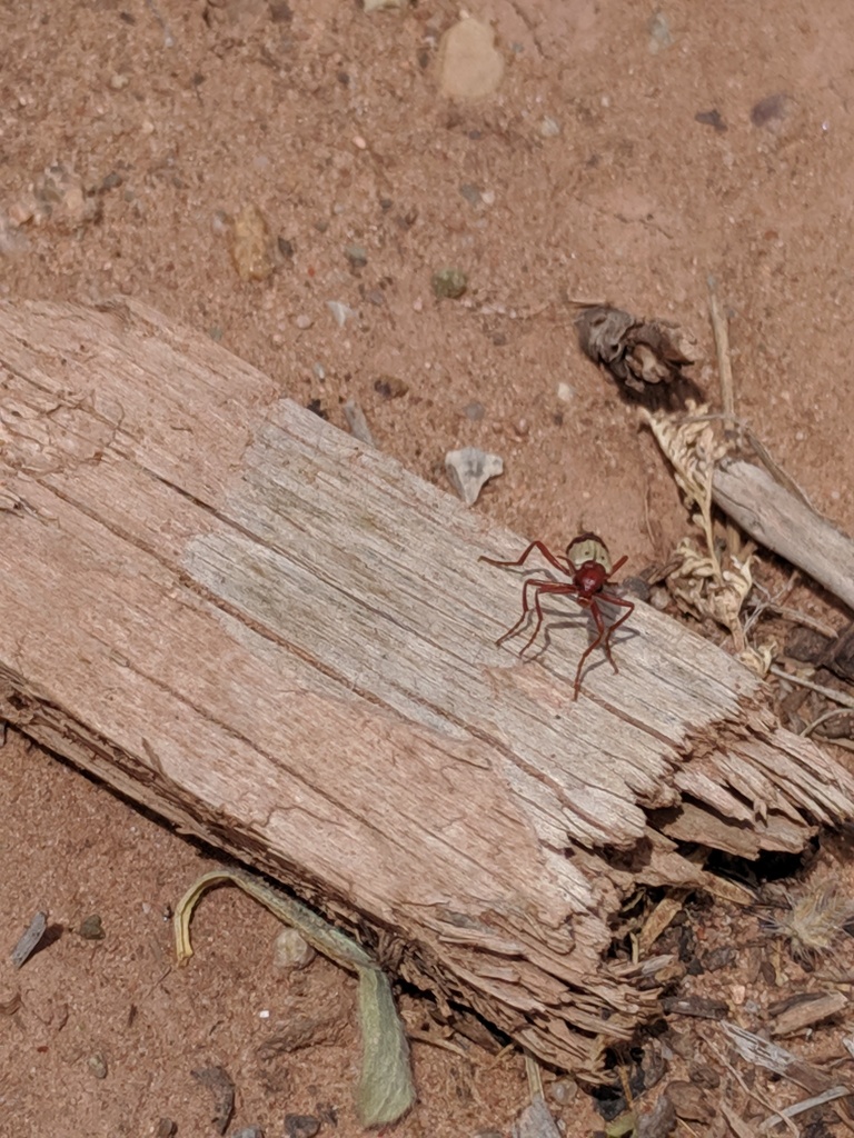 Pleuropasta reticulata