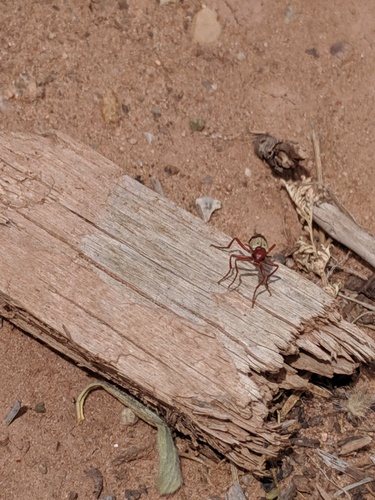 Pleuropasta reticulata