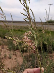 Oenothera cinerea cinerea
