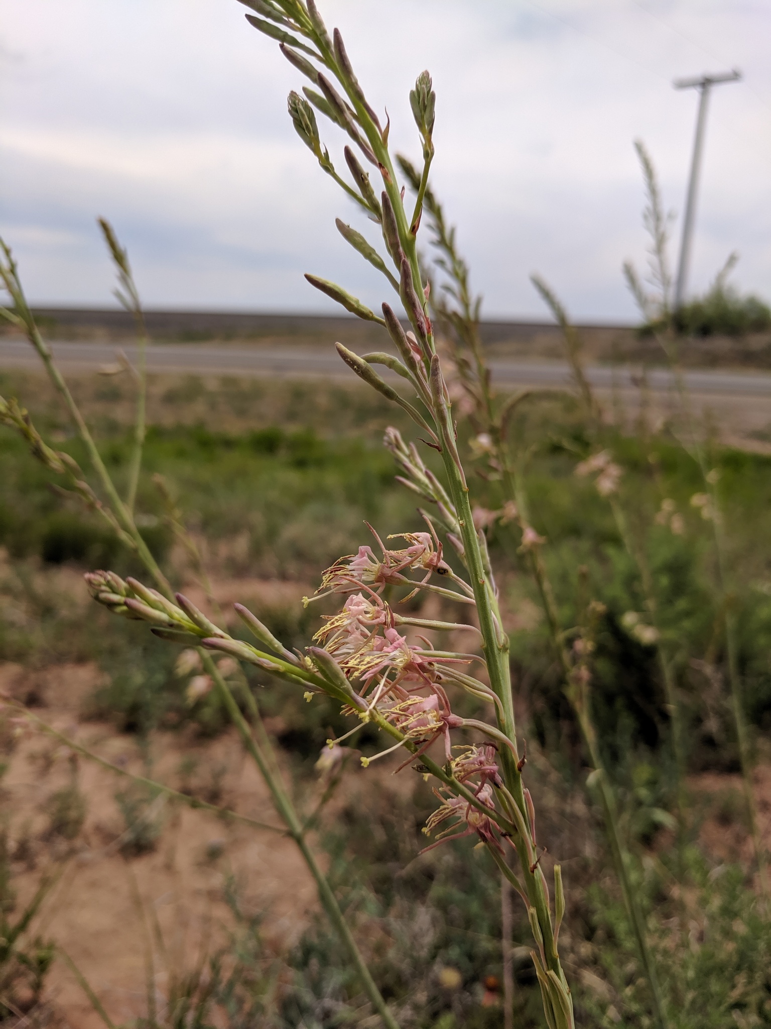 Oenothera cinerea