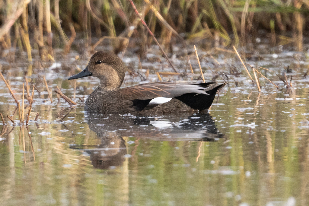 Canard Chipeau