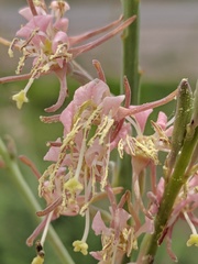 Oenothera cinerea cinerea