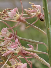Oenothera cinerea cinerea