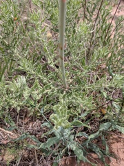 Oenothera cinerea cinerea