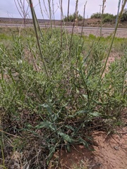 Oenothera cinerea cinerea