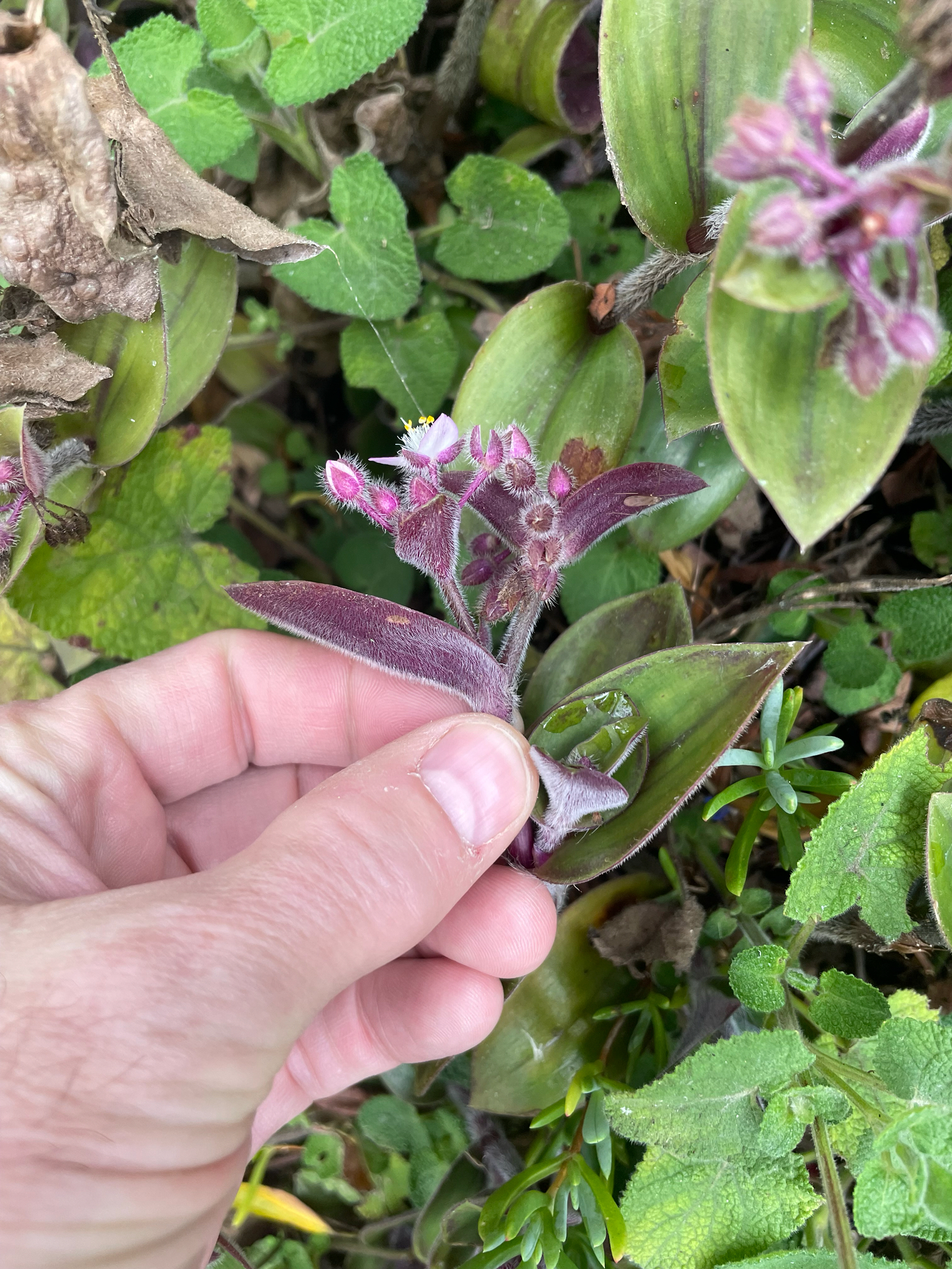 Tradescantia Cerinthoides (Tradescantia cerinthoides)
