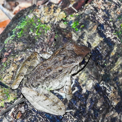 Craugastor fitzingeri