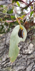 Paropsis tasmanica