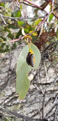 Paropsis tasmanica