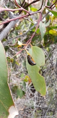 Paropsis tasmanica