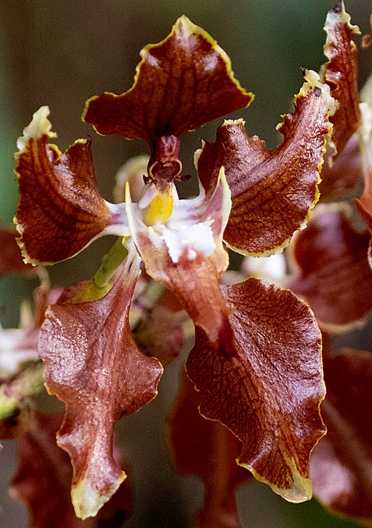 Cyrtochilum cordatum (Lindl.) Kraenzl.