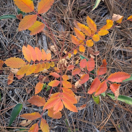 Michaux's sumac (Rhus michauxii)