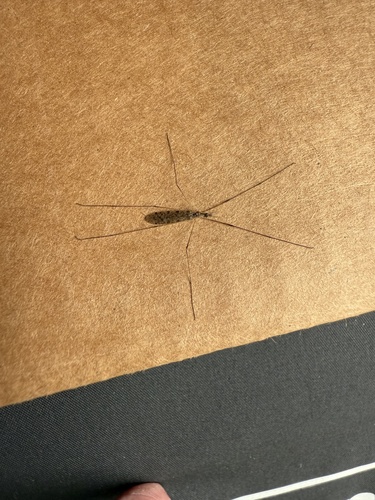 Unknown species found near Madison St, Ithaca, NY, US