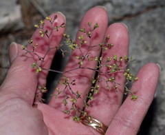 Paronychia lindheimeri