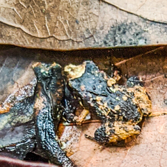 Craugastor stejnegerianus