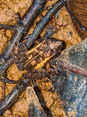 Craugastor stejnegerianus