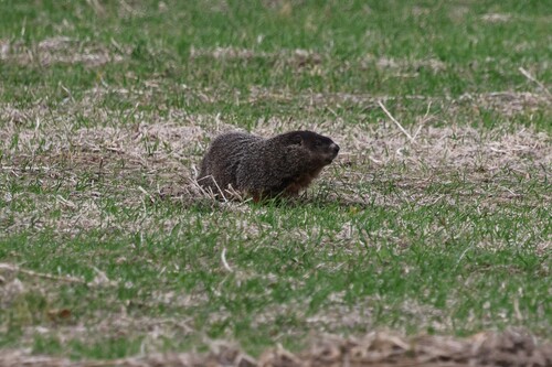 Groundhog