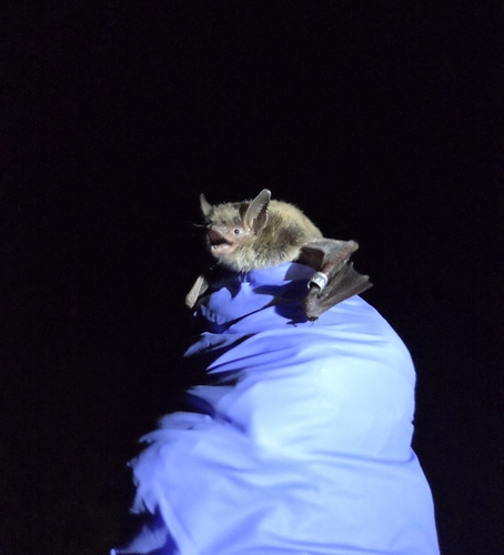 Little Brown Bat photographed in Massachusetts