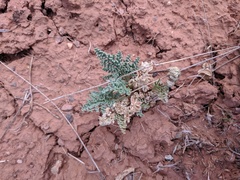 Vesper montanus