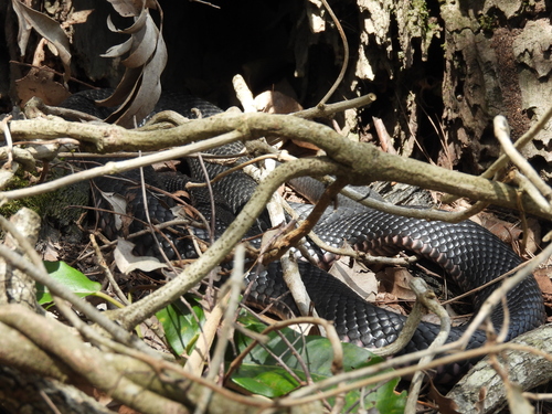 Red-bellied Black Snake sighting