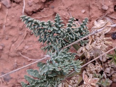 Vesper montanus