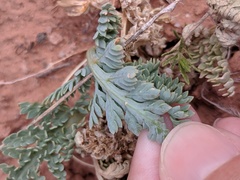 Vesper montanus
