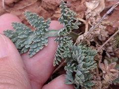 Vesper montanus
