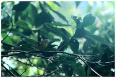 Pteruthius melanotis