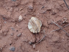 Vesper montanus