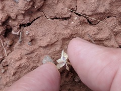 Vesper montanus