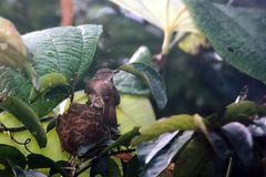 Rubigula erythropthalmos
