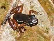 Silverstoneia flotator