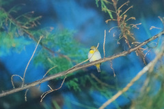 Zosterops auriventer