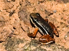 Silverstoneia flotator