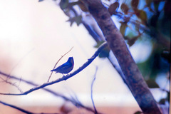 Dicaeum ignipectus dolichorhynchum