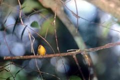 Cyanoderma chrysaeum