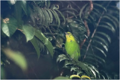 Chloropsis sonnerati