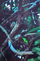 Hemicircus concretus