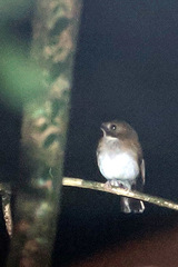 Cyornis umbratilis