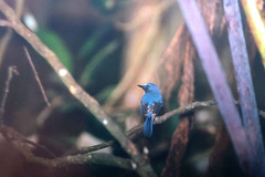 Cyornis whitei