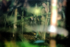 Polyplectron malacense