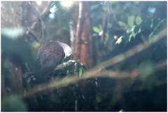 Ducula badia