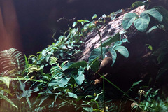 Alophoixus ochraceus