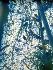 Erythrura prasina